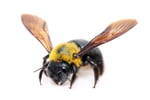 CarpenterBeeSilo
