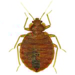 Bed-bug-Exterminator