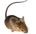 Mouse- cropped