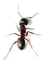 house-ant